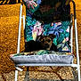 Neva a rejoint le concours — aidez-le/la à gagner de superbes lots ! animal, calm, chair, colorful, comfort, cushion, dog, floral_pattern, metal_frame, night, outdoor, pavement, pet, quiet, relaxing, resting, shadow, small_dog, street_light, texture