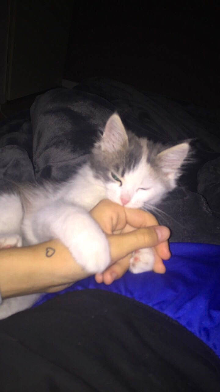 Perle participe au concours pour gagner de l'argent avec cette photo : carnivore, cat, domestic_long_haired_cat, domestic_short_haired_cat, european_shorthair, felidae, hand, kitten, leg, mammal, nap, norwegian_forest_cat, nose, polydactyl_cat, sleep, small_to_medium_sized_cats, turkish_angora, whiskers