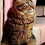 cat, tabby, fluffy, pet, feline, indoor, bed, curtain, pink, fur, whiskers, green_eyes, sitting, side_view, domestic_animal, cozy, animal, portrait, closeup, relaxed
