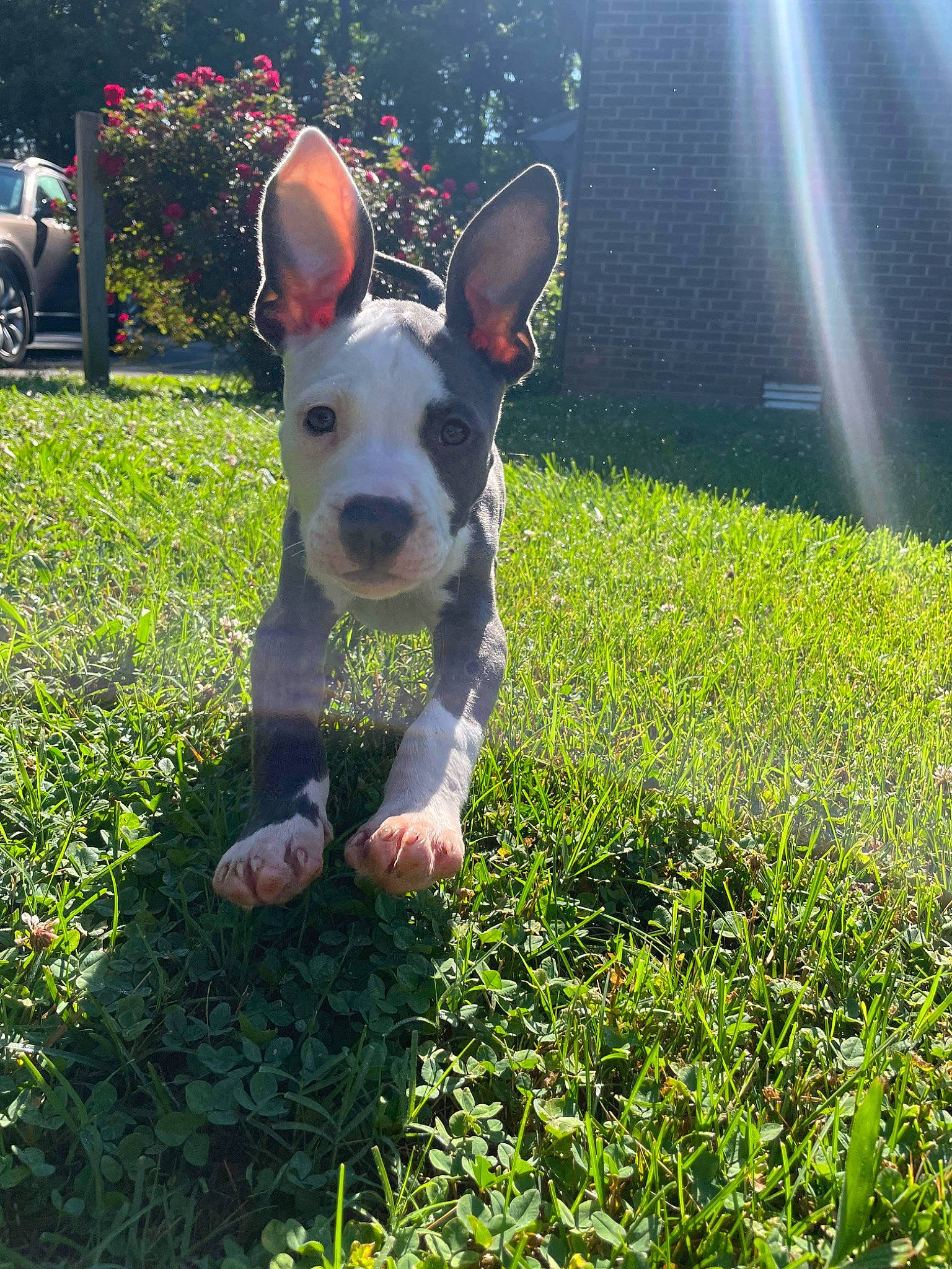 Chong is registered to the contest to win money with this photo: art, canidae, carnivore, companion_dog, dog, dog_breed, fawn, grass, groundcover, lawn, light, people_in_nature, plant, snout, sporting_group, tail, terrier, tire, wheel, whiskers