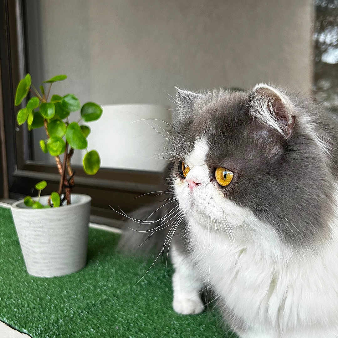 Titi participe au concours pour gagner de l'argent avec cette photo : animal, cat, close_up, curious, domestic, feline, fluffy, fur, gray_and_white, green_turf, houseplant, indoor, leaf, ledges, pet, plant, potted_plant, whiskers, window, yellow_eyes