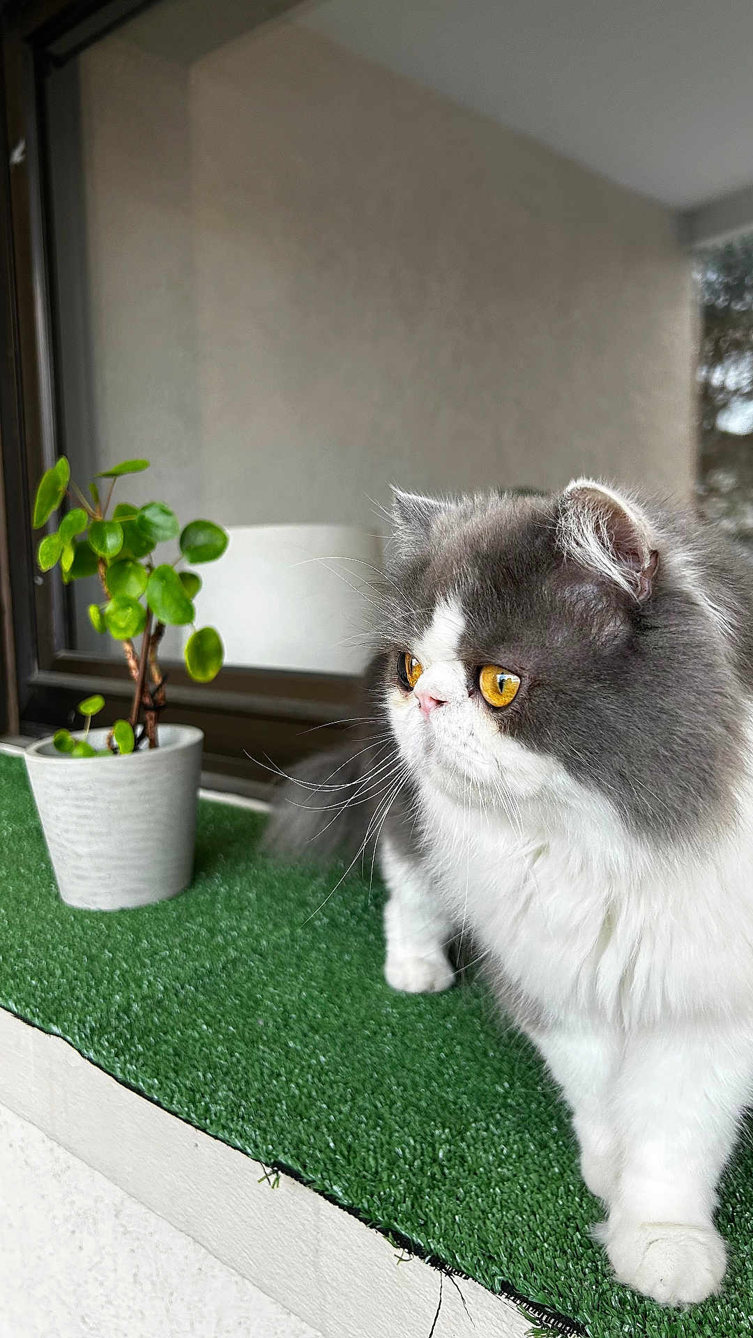 Titi participe au concours pour gagner de l'argent avec cette photo : cat, yellow_eyes, fluffy, gray_and_white, potted_plant, green_turf, window, indoor, curious, pet, feline, whiskers, fur, animal, domestic, close_up, plant, leaf, houseplant, ledges