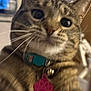 Nala is registered to the contest to win money with this photo: cat, tabby_cat, pet, collar, tag, indoor, closeup, whiskers, fur, face, ears, curious, blurred_background, animal, domestic_animal, cute, portrait, feline, closeup_shot, indoor_lighting