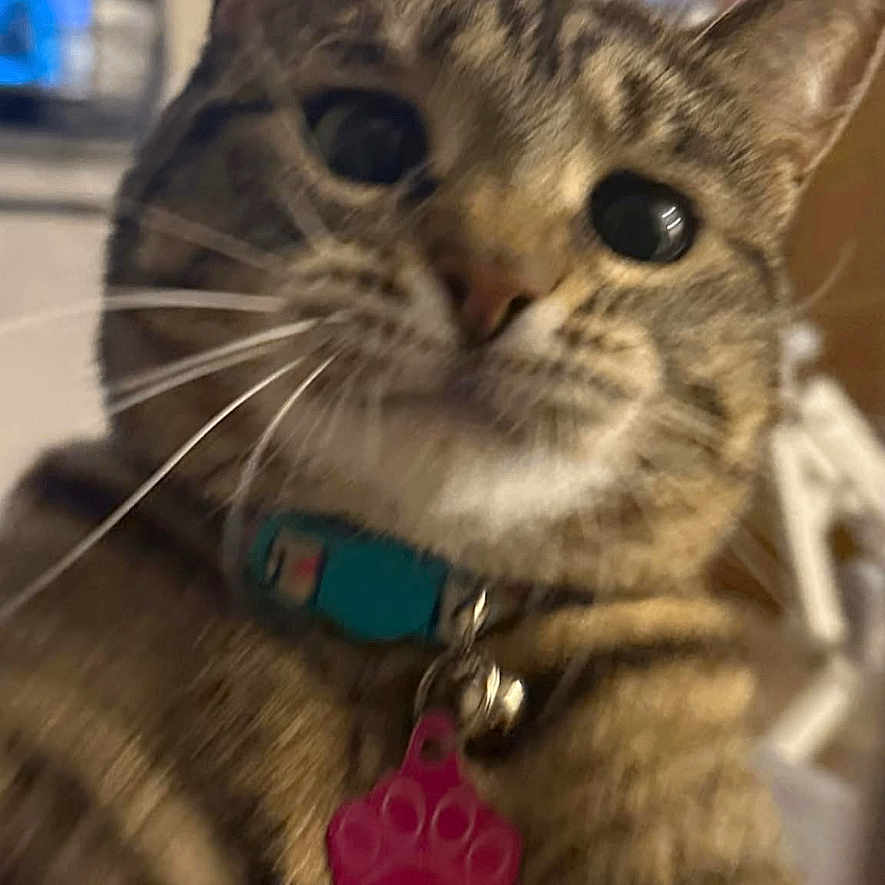 Nala is registered to the contest to win money with this photo: animal, blurred_background, cat, closeup, closeup_shot, collar, curious, cute, domestic_animal, ears, face, feline, fur, indoor, indoor_lighting, pet, portrait, tabby_cat, tag, whiskers