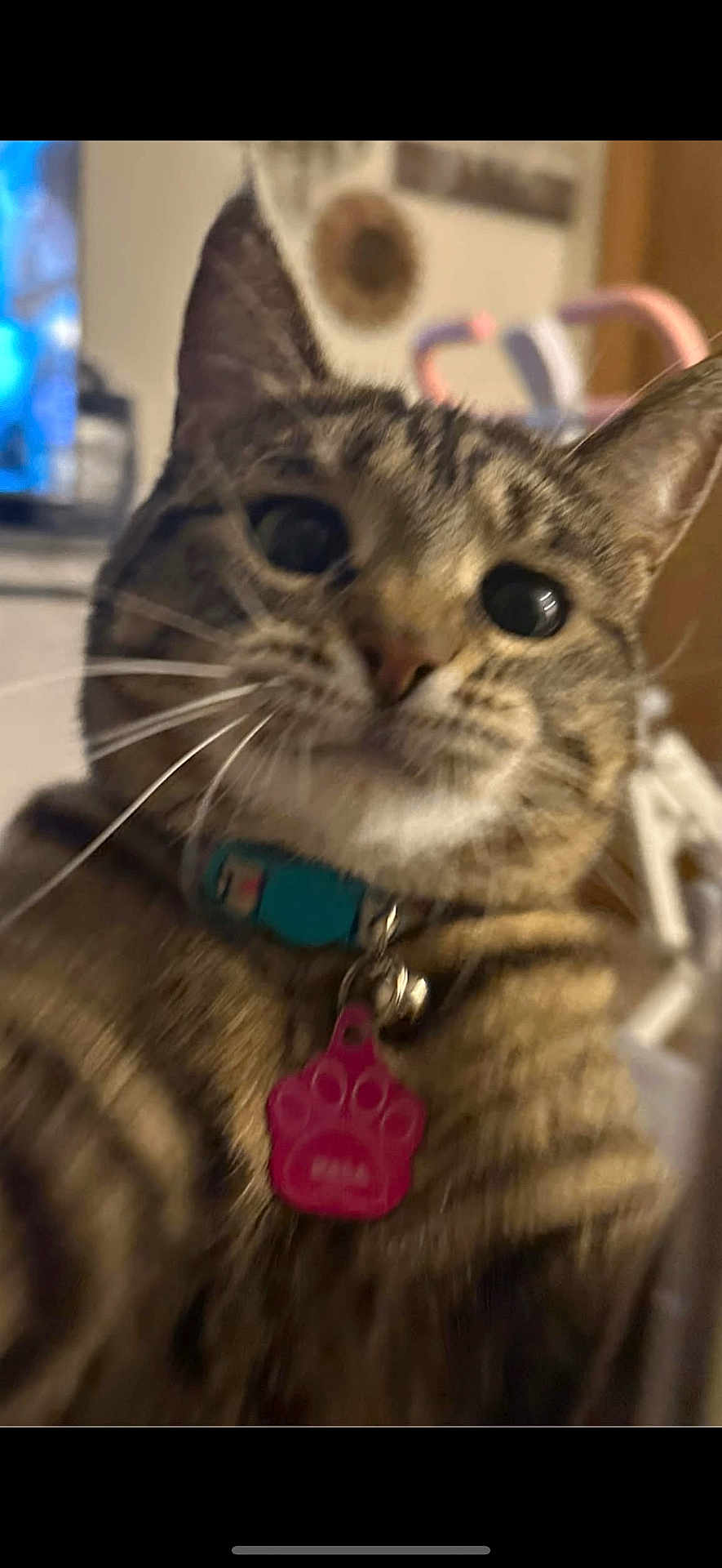 Nala is registered to the contest to win money with this photo: cat, tabby_cat, pet, collar, tag, indoor, closeup, whiskers, fur, face, ears, curious, blurred_background, animal, domestic_animal, cute, portrait, feline, closeup_shot, indoor_lighting