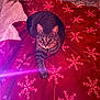 Nala is registered to the contest to win money with this photo: cat, tabby, pet, animal, feline, indoor, blanket, red, snowflake_pattern, cozy, paw, collar, bed, warm_lighting, relaxed, cute, fur, whiskers, resting, domestic_cat