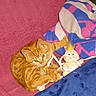 animal_play, blanket, cat, close_up, comfort, cozy, curled_up, cute, domestic_animal, feline, fur, indoor, orange_tabby, pet, plush_toy, relaxation, resting, soft_texture, striped, toy
