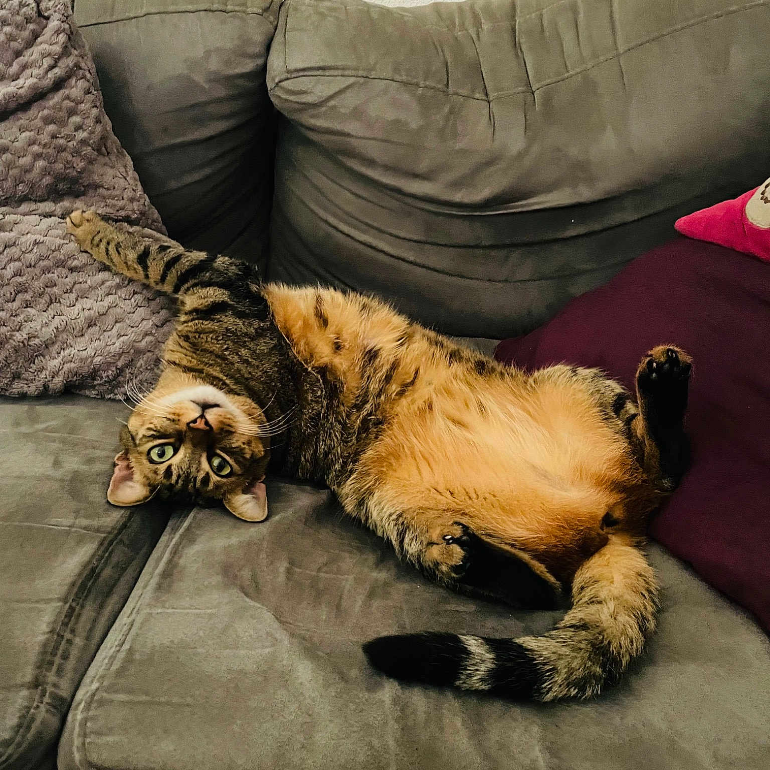 Tigra
