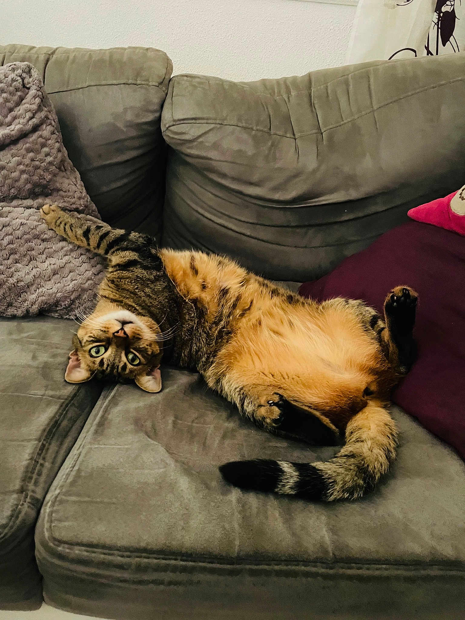 Tigra