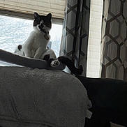 Moo Moo joined the competition — help win amazing prizes! backlight, blanket, cat, collar, couch, cozy, curtains, fabric, feline, home, indoor, pattern, paw, perch, pet, sitting, tag, tail, tuxedo_cat, window