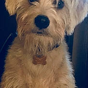 Rascal is registered to the contest to win money with this photo: dog, puppy, small_dog, shaggy_fur, golden_fur, portrait, close_up, pet, collar, tag, black_nose, brown_eyes, floppy_ears, sitting, indoor, animal, cute, fluffy, dark_background, photography