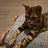 cat, bengal_cat, pet, feline, animal, striped, spotted, brown, black, whiskers, ears, eyes, stretching, lounging, sofa, couch, blanket, living_room, indoor, home