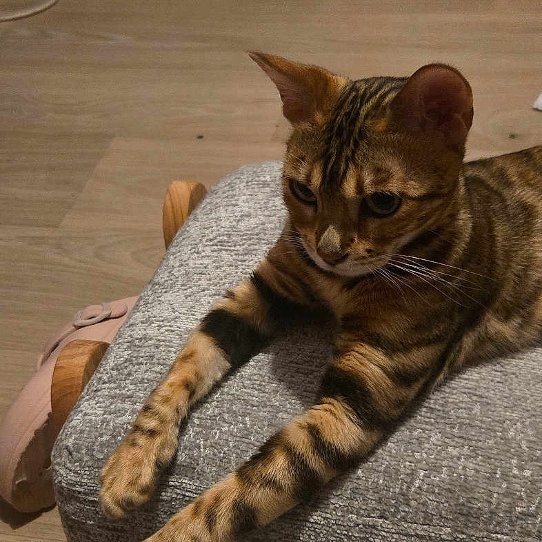 Nala