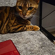 Rosa participe au concours pour gagner de l'argent avec cette photo : cat, bengal_cat, pet, animal, feline, striped, spotted, brown, green_eyes, whiskers, ears, face, paw, lying_down, lounging, sofa, couch, indoor, home, red_object