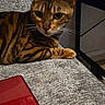 cat, bengal_cat, pet, animal, feline, striped, spotted, brown, green_eyes, whiskers, ears, face, paw, lying_down, lounging, sofa, couch, indoor, home, red_object
