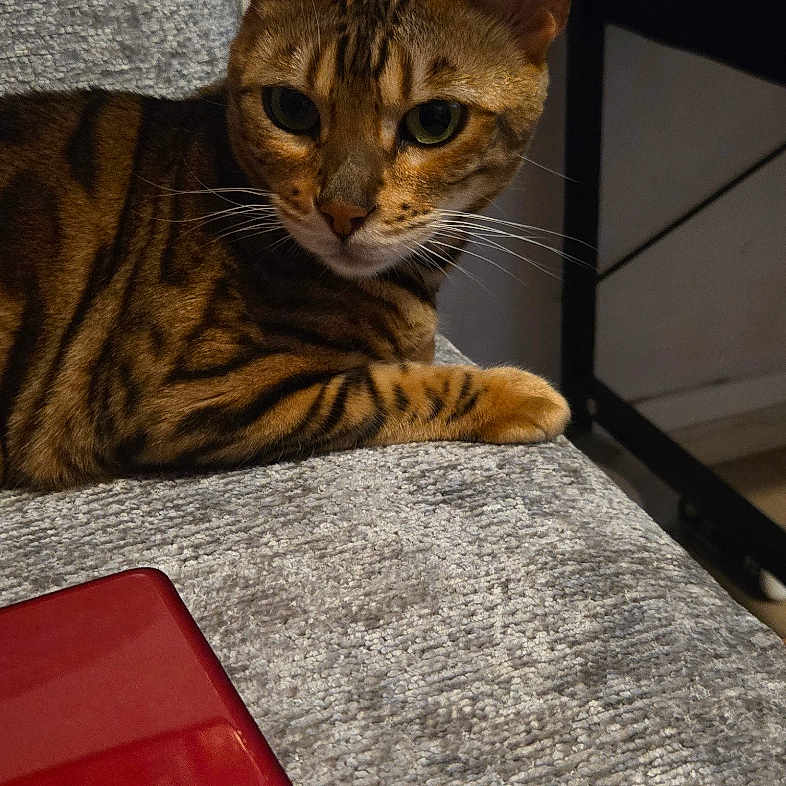 Rosa participe au concours pour gagner de l'argent avec cette photo : cat, bengal_cat, pet, animal, feline, striped, spotted, brown, green_eyes, whiskers, ears, face, paw, lying_down, lounging, sofa, couch, indoor, home, red_object