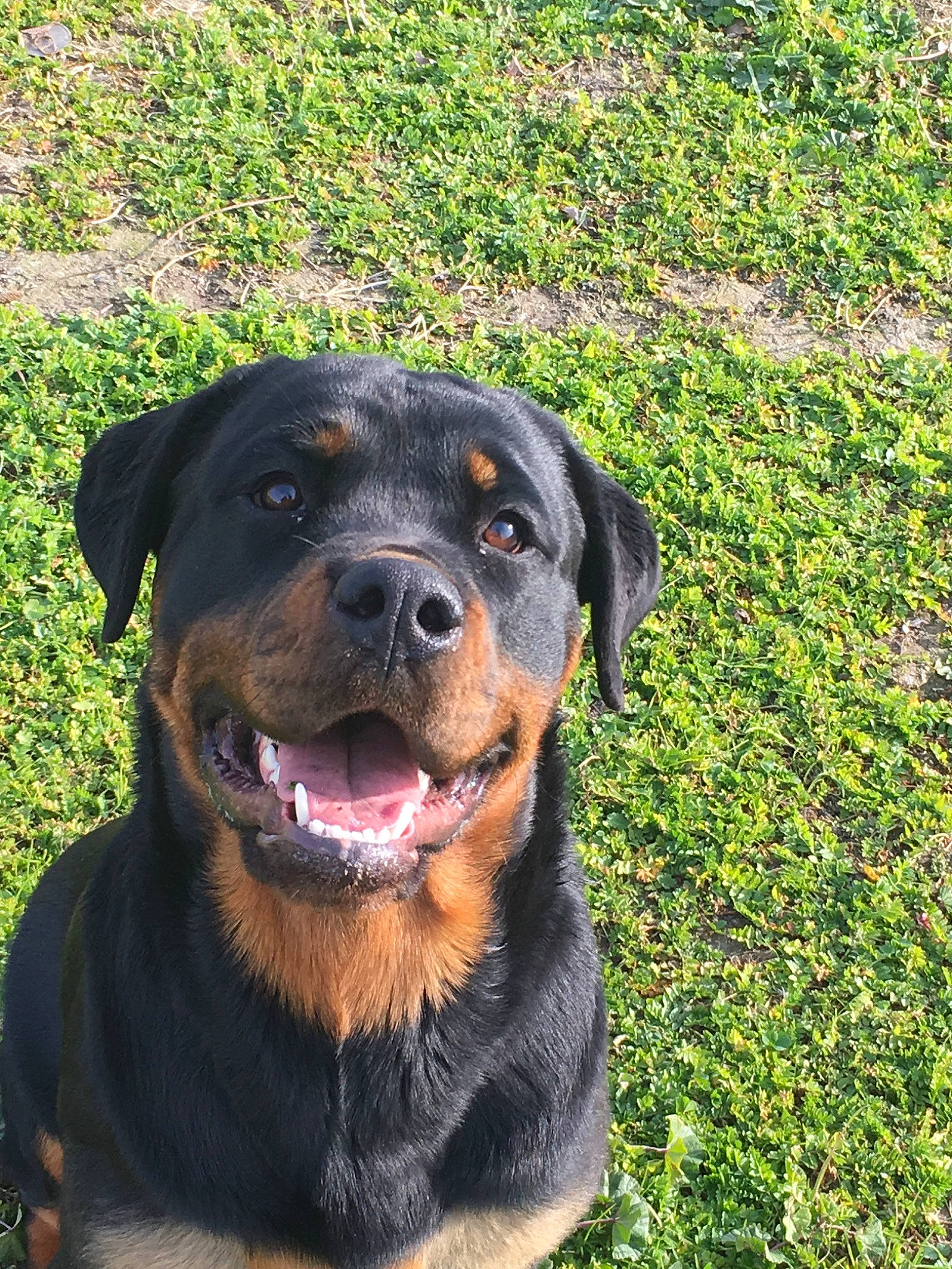 Mya participe au concours pour gagner de l'argent avec cette photo : austrian_black_and_tan_hound, beauceron, canidae, carnivore, dog, dog_breed, fawn, huntaway, hunting_dog, mammal, molosser, rottweiler, snout, sporting_group, vertebrate, working_dog