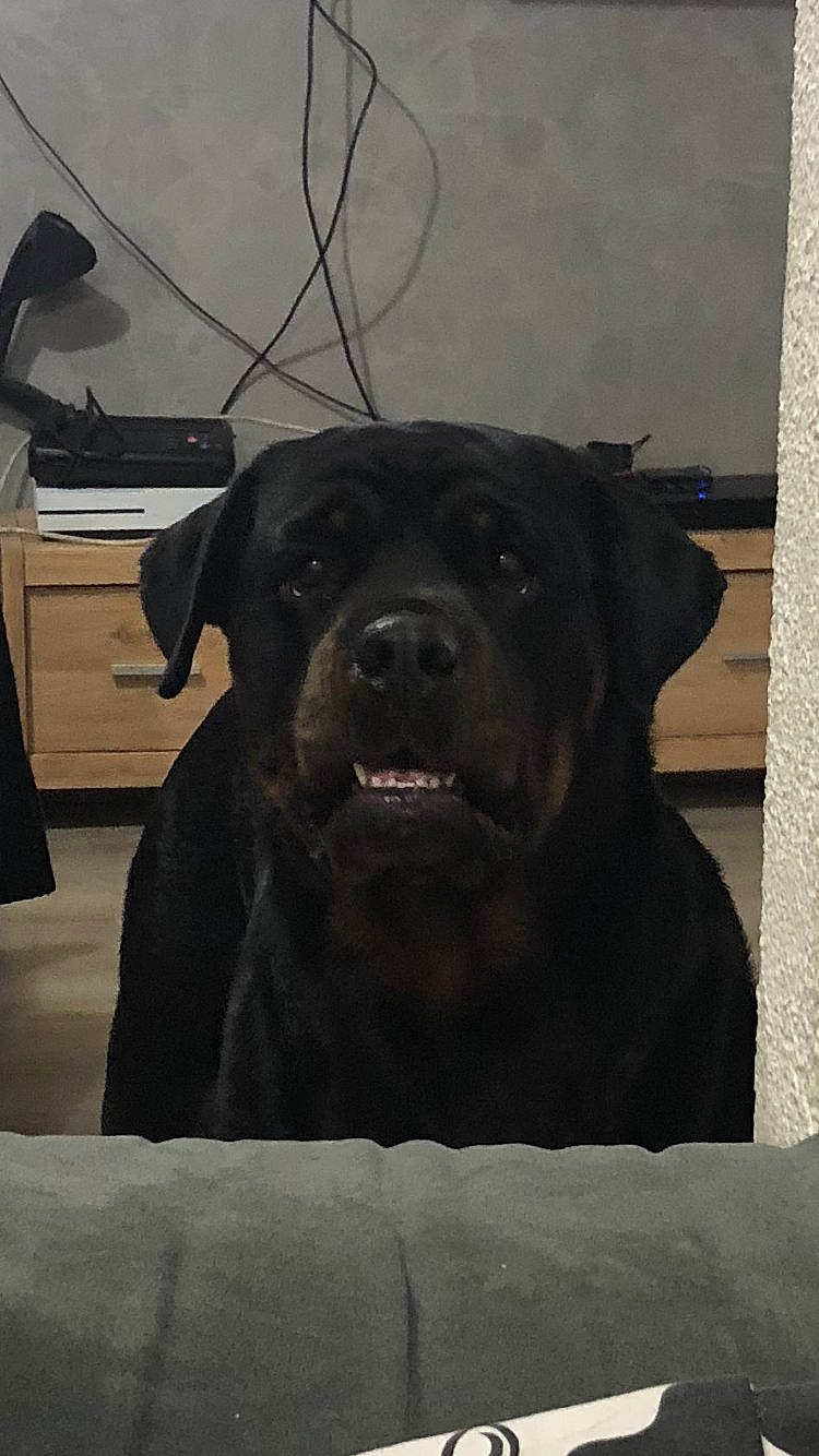 Mya a rejoint le concours — aidez-le/la à gagner de superbes lots ! borador, canidae, carnivore, dog, dog_breed, labrador_retriever, mammal, rottweiler, snout, sporting_group, vertebrate