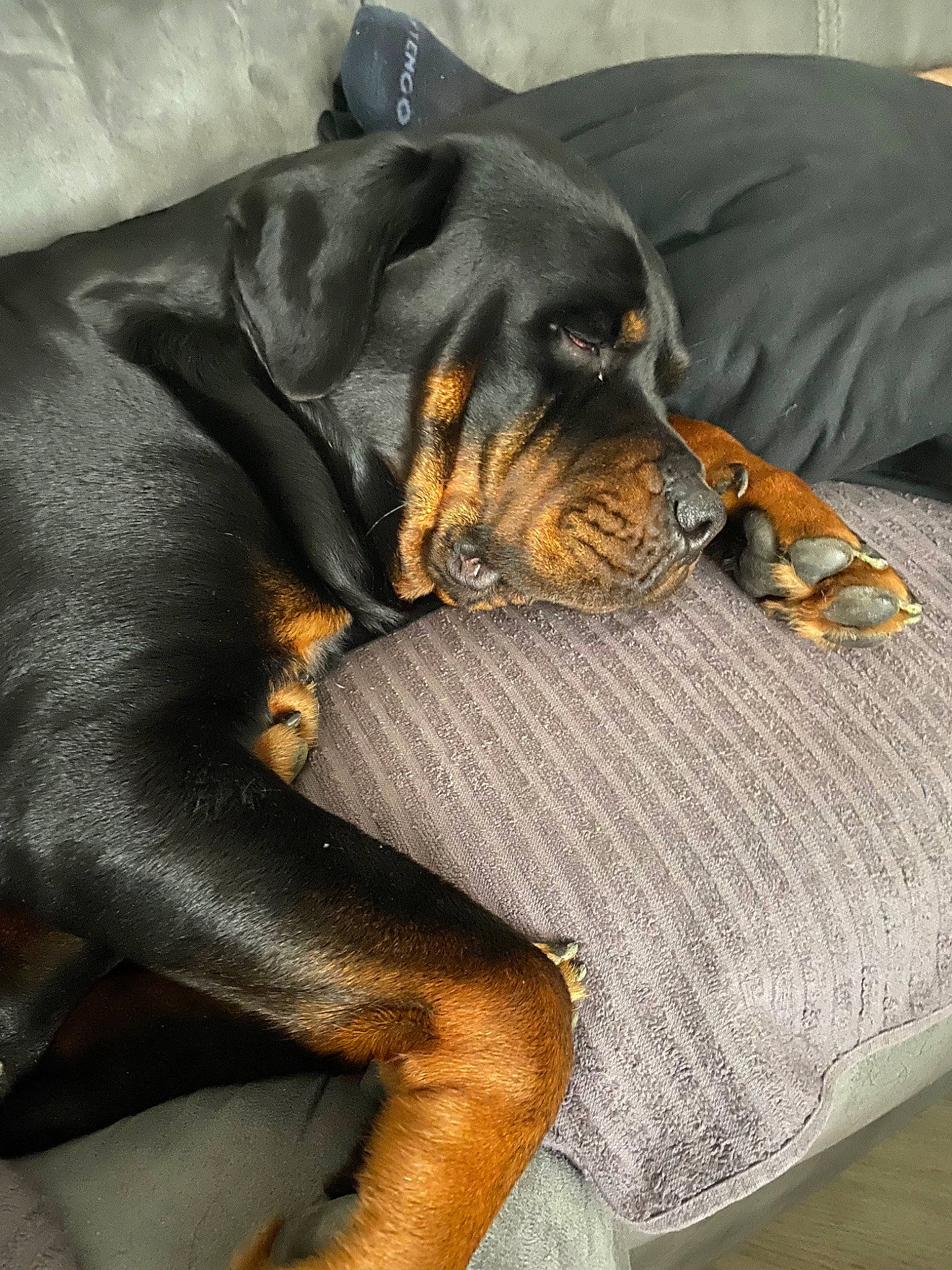 Mya a rejoint le concours — aidez-le/la à gagner de superbes lots ! austrian_black_and_tan_hound, black_and_tan_coonhound, canidae, carnivore, companion_dog, dobermann, dog, dog_breed, german_pinscher, guard_dog, manchester_terrier, miniature_pinscher, pinscher, polish_hunting_dog, rottweiler, smaland_hound, snout, sporting_group, transylvanian_hound