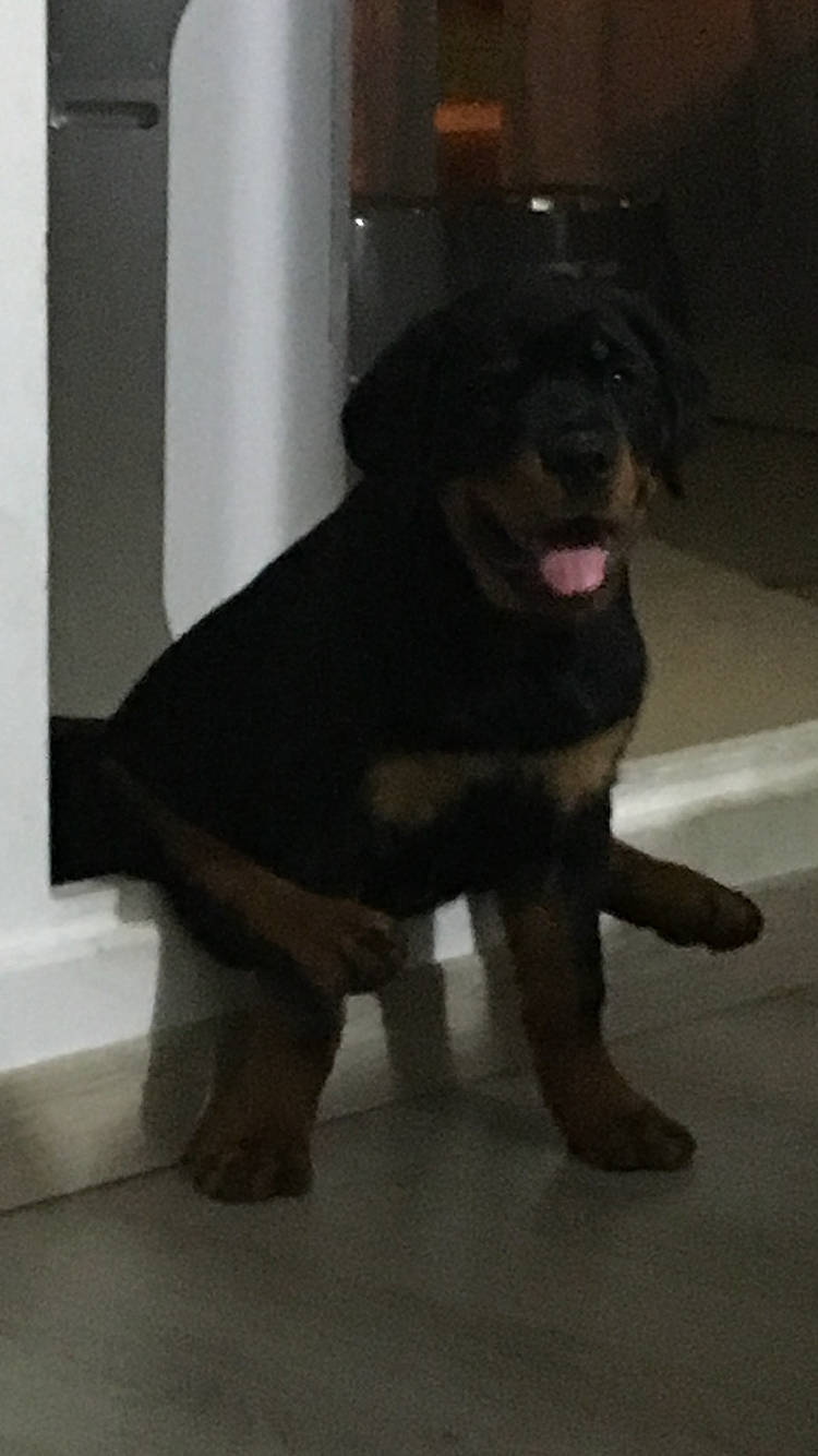 Mya a rejoint le concours — aidez-le/la à gagner de superbes lots ! canidae, carnivore, companion_dog, dog, dog_breed, mammal, rottweiler, sporting_group, vertebrate, working_dog