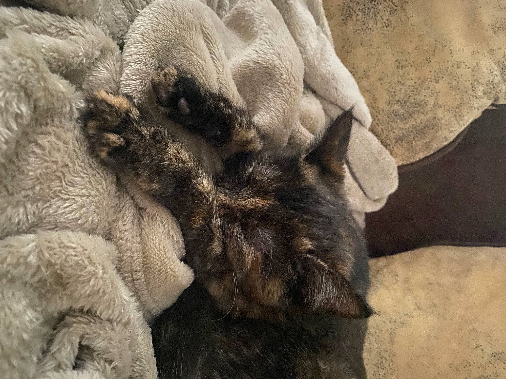 Ruby participe au concours pour gagner de l'argent avec cette photo : claw, comfort, dog_breed, fawn, felidae, foot, fur, grey, gunny_sack, horn, human_leg, paw, rock, snout, tail, terrestrial_animal, whiskers, wildlife, working_animal, wrinkle