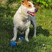 Ange participe au concours pour gagner de l'argent avec cette photo : animal, ball, brown_patches, dog, dog_toy, floppy_ears, flowers, garden, grass, happy, jack_russell_terrier, open_mouth, outdoor, pet, portrait, smiling, standing, sunlight, tongue, white_fur