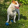 animal, ball, brown_patches, dog, dog_toy, floppy_ears, flowers, garden, grass, happy, jack_russell_terrier, open_mouth, outdoor, pet, portrait, smiling, standing, sunlight, tongue, white_fur