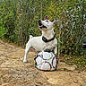Ange a rejoint le concours — aidez-le/la à gagner de superbes lots ! animal, bushes, collar, daylight, dog, foliage, garden, happy, nature, open_mouth, outdoor, pet, playful, portrait, soccer_ball, sports, standing, stone_path, teeth, white_dog