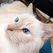 Fidji a rejoint le concours — aidez-le/la à gagner de superbes lots ! cat, blue_eyes, close_up, cream_fur, whiskers, pet, animal, feline, portrait, indoor, soft_fur, looking_away, cute, domestic_cat, ears, nose, face, fur_texture, relaxed