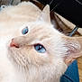 cat, blue_eyes, close_up, cream_fur, whiskers, pet, animal, feline, portrait, indoor, soft_fur, looking_away, cute, domestic_cat, ears, nose, face, fur_texture, relaxed