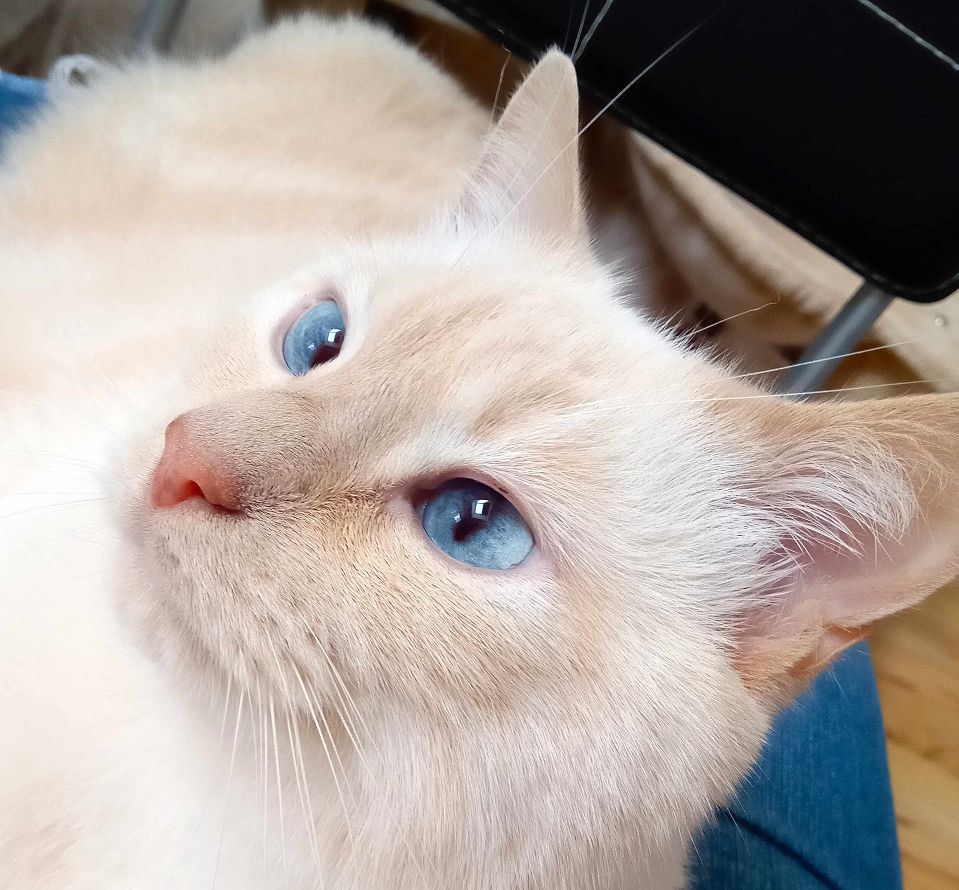 Fidji a rejoint le concours — aidez-le/la à gagner de superbes lots ! cat, blue_eyes, close_up, cream_fur, whiskers, pet, animal, feline, portrait, indoor, soft_fur, looking_away, cute, domestic_cat, ears, nose, face, fur_texture, relaxed