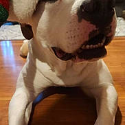 Otis is registered to the contest to win money with this photo: dog, white_dog, close_up, pet, animal, floor, wood_floor, hat, festive_hat, christmas_hat, lying_down, indoor, canine, cute, face, nose, mouth, ears, relaxed, domestic_animal