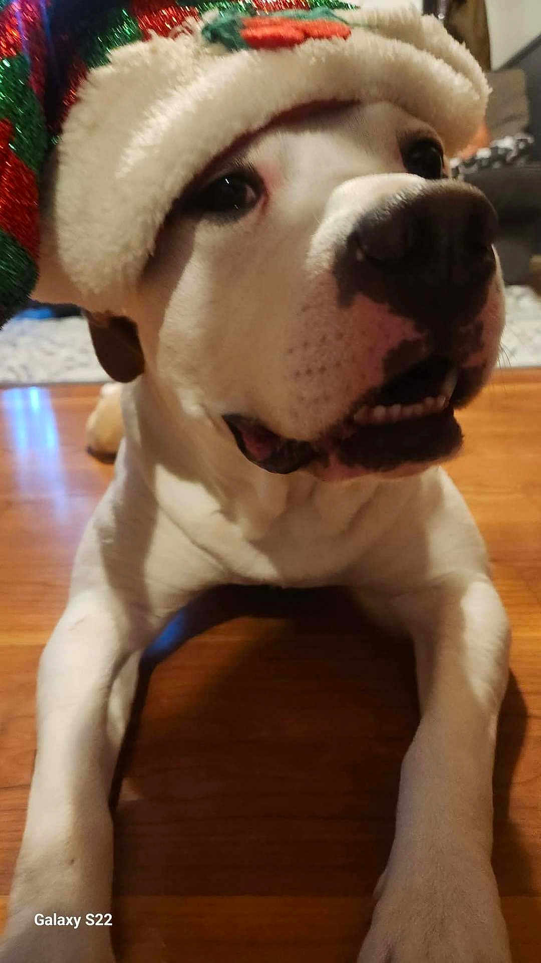 Otis is registered to the contest to win money with this photo: dog, white_dog, close_up, pet, animal, floor, wood_floor, hat, festive_hat, christmas_hat, lying_down, indoor, canine, cute, face, nose, mouth, ears, relaxed, domestic_animal