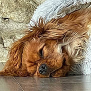 Billy participe au concours pour gagner de l'argent avec cette photo : dog, sleeping, brown_fur, blanket, floor, wooden_floor, cozy, pet, relaxed, indoors, fur, animal, resting, cute, companion, canine, snout, ears, peaceful, texture
