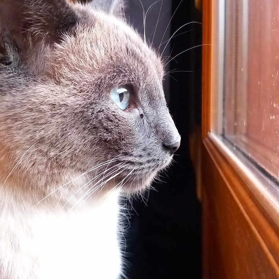 Romeo