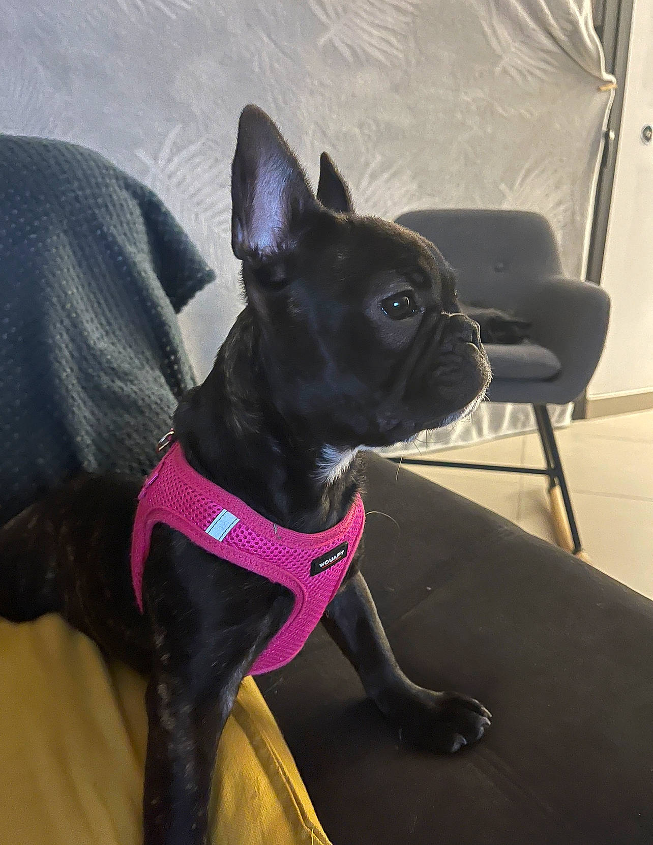 Tessa participe au concours pour gagner de l'argent avec cette photo : bulldog, canidae, carnivore, chair, collar, comfort, companion_dog, dog, dog_breed, dog_collar, dog_supply, ear, fashion_accessory, fawn, guard_dog, pet_supply, snout, sporting_group, whiskers, working_animal