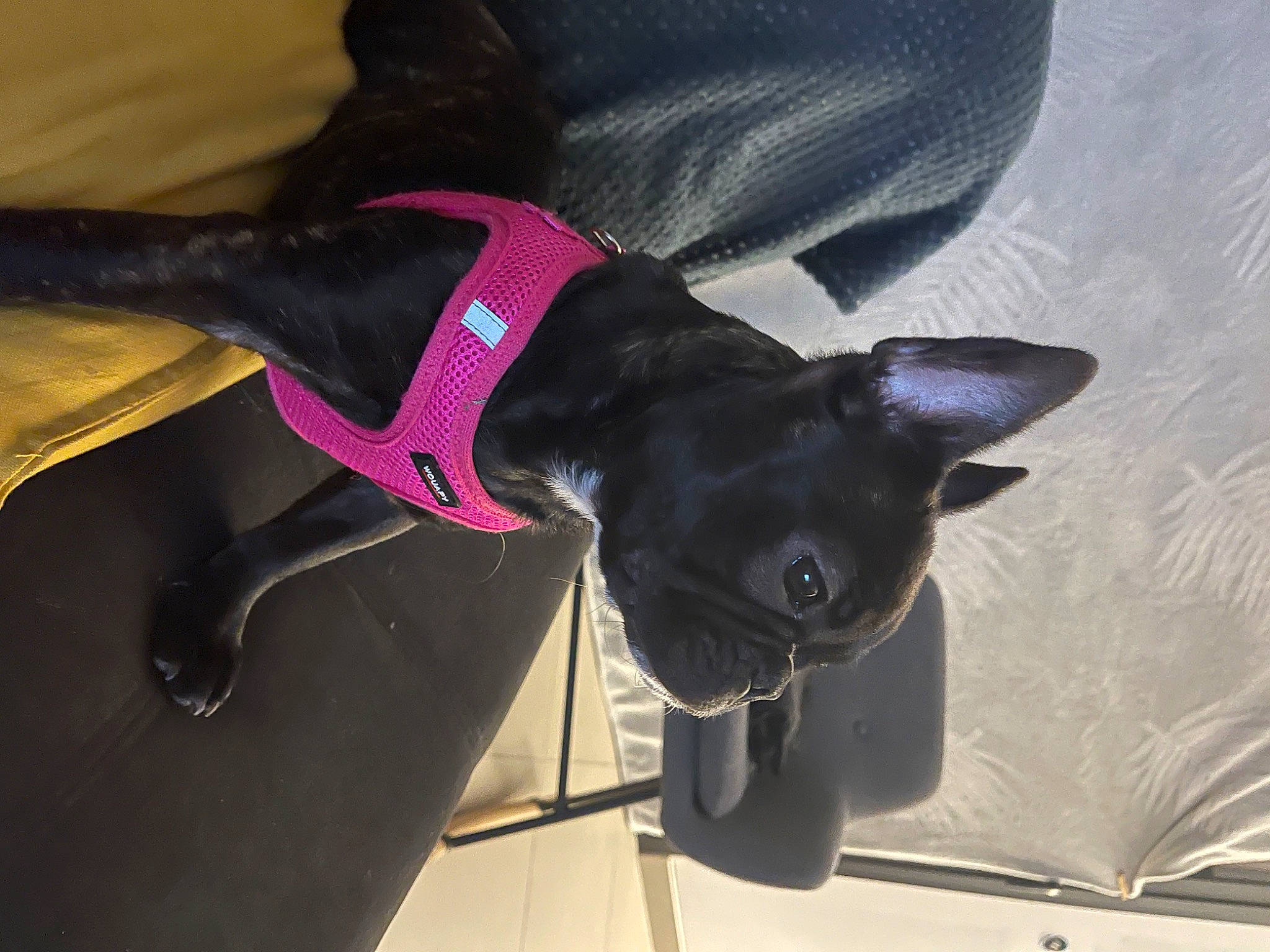 Tessa participe au concours pour gagner de l'argent avec cette photo : carmine, carnivore, collar, comfort, companion_dog, dog, dog_breed, dog_collar, dog_supply, fawn, felidae, guard_dog, magenta, pet_supply, snout, sporting_group, tail, toy_dog, whiskers, working_animal