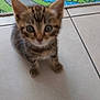 Rio a rejoint le concours — aidez-le/la à gagner de superbes lots ! kitten, cat, tabby, floor, tile, pet, young, indoor, curious, small, animal, play_mat, colorful, cute, feline, ears, whiskers, eyes, paws, background