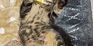 Rio participe au concours pour gagner de l'argent avec cette photo : kitten, cat, sleeping, tabby, yellow_collar, plush_bed, cozy, paws_up, furry, pet, animal, cute, resting, soft_texture, indoor, domestic, adorable, relaxed, small, fur_pattern