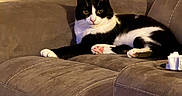 Wiggy is registered to the contest to win money with this photo: cat, black_and_white, pet, animal, indoor, couch, furniture, relaxed, seated, looking_at_camera, paw, whiskers, ears, home, cozy, domestic, fur, pink_paw_pads, resting, living_room