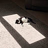 Wiggy is registered to the contest to win money with this photo: cat, black_and_white, sunlight, carpet, indoor, relaxed, resting, shadow, couch, floor, tile, pet, animal, home, cozy, feline, sleeping, quiet, shadow_play, light