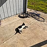 cat, black_and_white_cat, outdoor, patio, hose, grass, shadow, sunlight, concrete, relaxing, animal, feline, daytime, garden, nature, resting, domestic_animal, wall, wooden_fence, sunshine