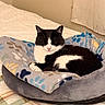Wiggy is registered to the contest to win money with this photo: cat, black_and_white, sleeping, pet_bed, blanket, paw_prints, plaid, bedspread, indoor, cozy, resting, animal, fur, whiskers, pink_nose, domestic_cat, relaxing, soft, home, quiet