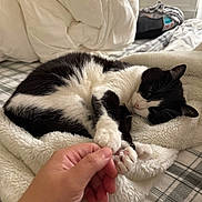 Wiggy joined the competition — help win amazing prizes! cat, black_and_white, paw, human_hand, blanket, bed, cozy, indoor, resting, fur, pet, cute, sleepy, soft, comfort, relaxed, feline, touch, close_up, domestic