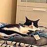 cat, black_and_white, lying_down, blanket, cushion, indoor, resting, cozy, pet, feline, sleepy, fur, whiskers, pink_nose, cabinet, home, soft, relaxed, comfort, domestic
