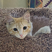 Whisky is registered to the contest to win money with this photo: cat, orange_cat, white_cat, cat_tree, paw, curious, indoor, pet, feline, whiskers, ears, nose, close_up, cozy, carpeted, texture, animal, cute, resting, looking