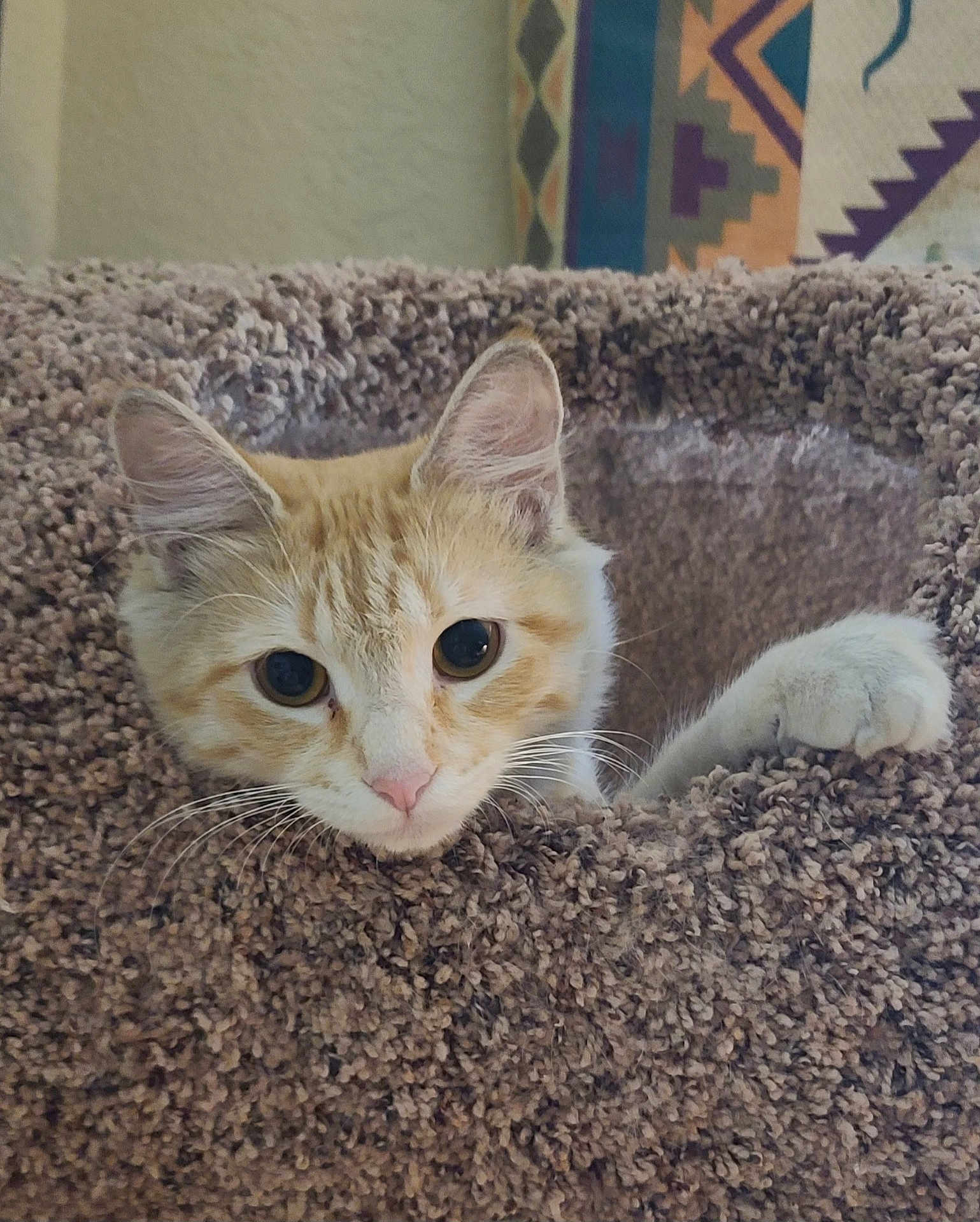 Whisky is registered to the contest to win money with this photo: cat, orange_cat, white_cat, cat_tree, paw, curious, indoor, pet, feline, whiskers, ears, nose, close_up, cozy, carpeted, texture, animal, cute, resting, looking