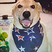 Bart is registered to the contest to win money with this photo: dog, bandana, indoor, pet, smiling, toy, floor, carpet, canine, animal, friendly, happy, star_pattern, domestic, mammal, companion, fur, cute, playful, household