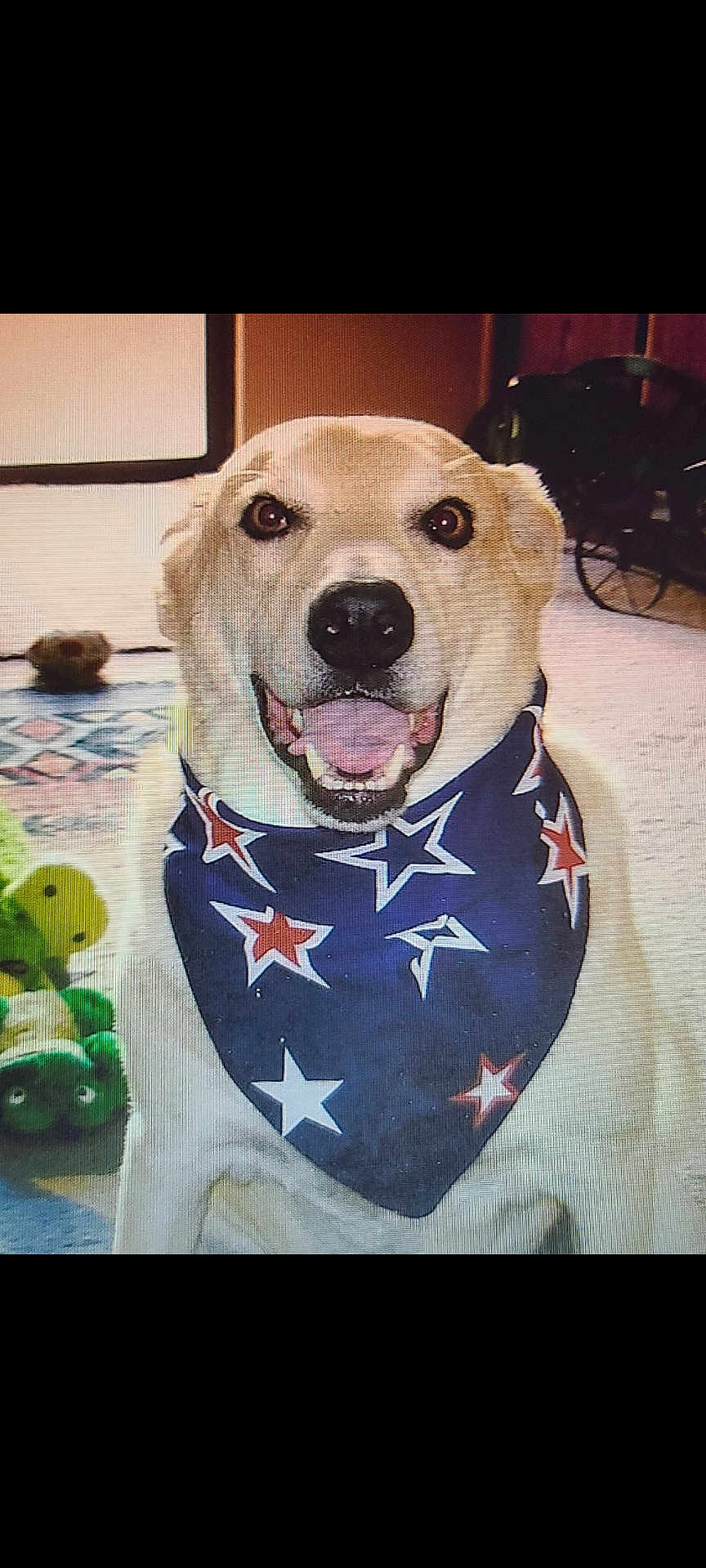 Bart is registered to the contest to win money with this photo: dog, bandana, indoor, pet, smiling, toy, floor, carpet, canine, animal, friendly, happy, star_pattern, domestic, mammal, companion, fur, cute, playful, household