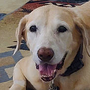 Morgan joined the competition — help win amazing prizes! animal, canine, carpet, closeup, collar, companion, cute, dog, domestic, ears, face, floor, happy, indoor, labrador, panting, pet, tag, tongue, yellow_labrador